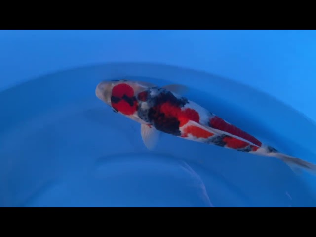 Showa
