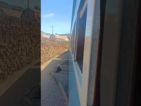 MARIA FUMAÇA. #sãolourenço #soledadedeminas #minasgerais #suldeminas #mariafumaça #ferrovia #mg