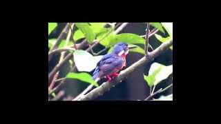 preview picture of video 'Blue-eared Kingfisher (Alcedo meninting, Raja-Udang Meninting) preening'