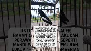 Download lagu Cara Merawat Kacer Bahan Agar Cepat Gacor #shorts #feedshorts mp3