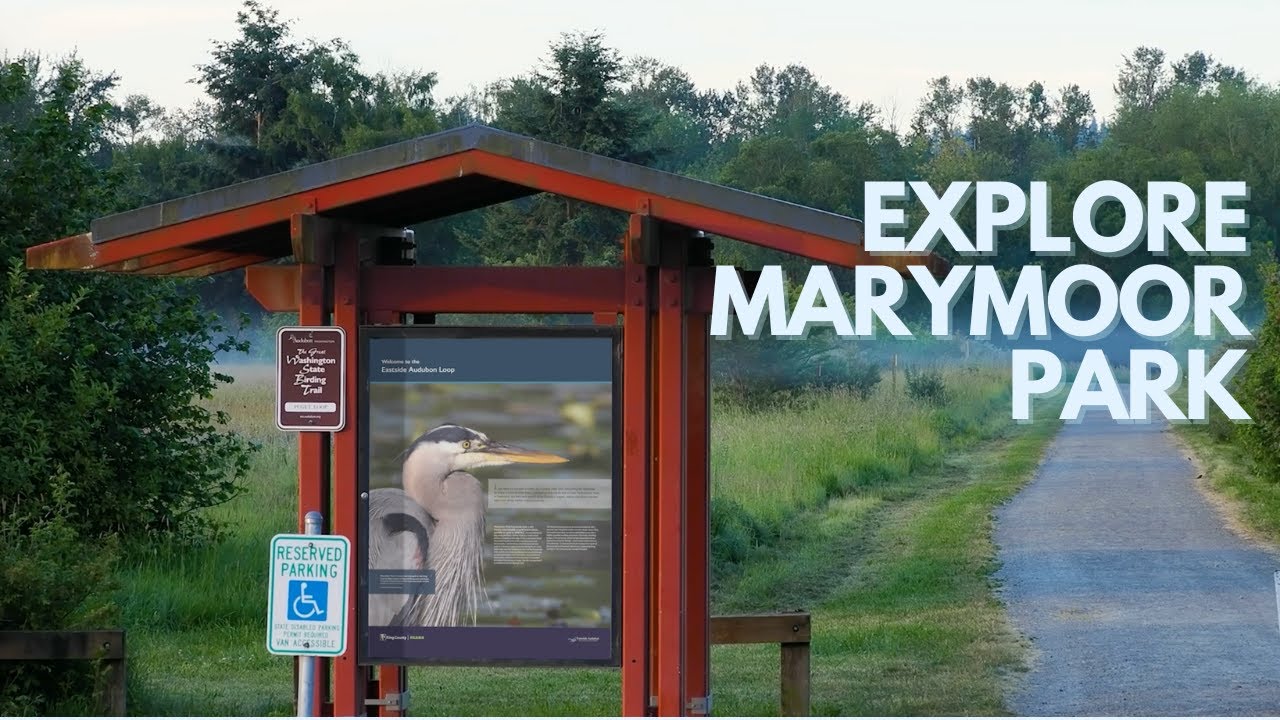 Discover Marymoor Park: Premier Birding & Habitat Restoration with Eastside Audubon