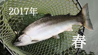 春のアマゴ、利根鱒特集