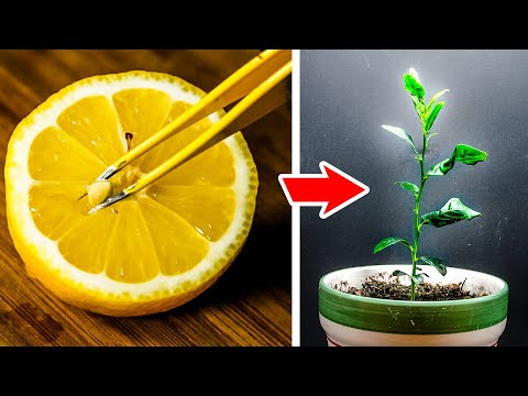 Growing Lemon Tree from Seed (60-day Time Lapse)