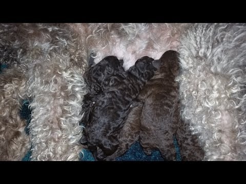 download lagu mp3 mp4 Silver Beige Labradoodle, download lagu Silver Beige Labradoodle gratis, unduh video klip Silver Beige Labradoodle