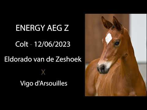 Energy AEG Z (Eldorado van de Zeshoek x Vigo d'Arsouilles)