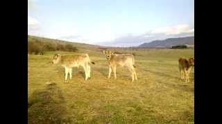 preview picture of video 'Telad rase buša / Calves of Busha Cattle Breed'