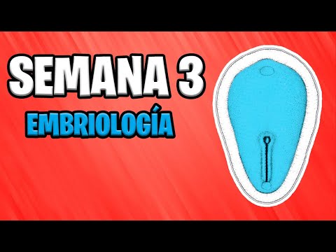 ✅ THIRD WEEK | EMBRYOLOGY 📚 EMBRYO DEVELOPMENT | GASTRULATION | NOTOCORD | PREGNANCY