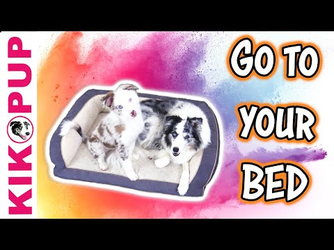 Go to your Bed - Dog Training Tutorial
