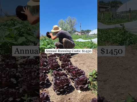 This One Garden Bed Makes $800/year #Farming #Backyard #Land #Income #Food #Agriculture