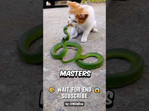 This is Why Snakes Lose To Cats Every Fight, UNTIL..😱
