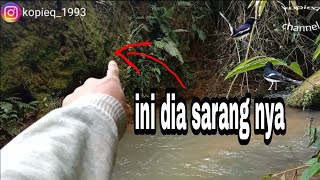 Download lagu mikat kacer hutan_kacer air meninting cantik mp3 Download lagu mikat kacer hutan_kacer air meninting cantik mp3