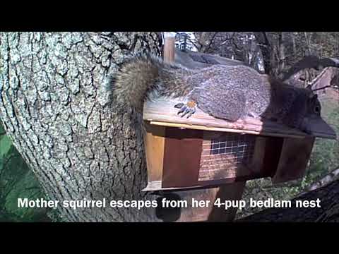 ep079 Mother squirrel escapes from her 4-pup bedlam nest. So cute. Like humans