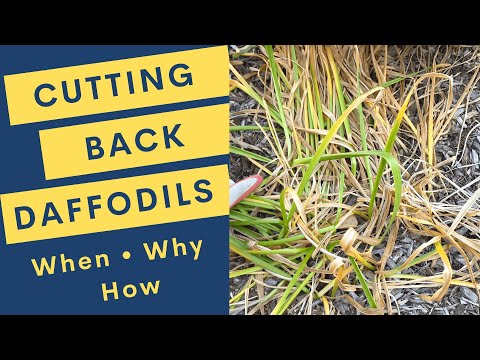 Cutting Back Daffodils: When, Why and How