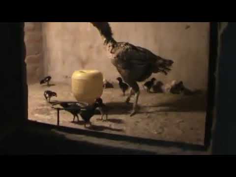 Aseel chicks care chozo ki khurak by rana safdar