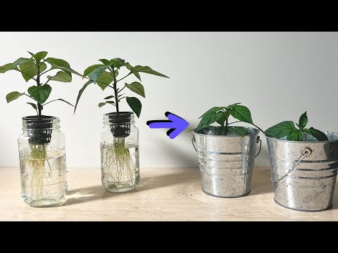 Hydroponics to Soil Transplanting - Pepper Plants