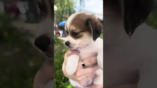 Video preview image #1 Chihuahua Puppy For Sale in Marina Del Rey, CA, USA