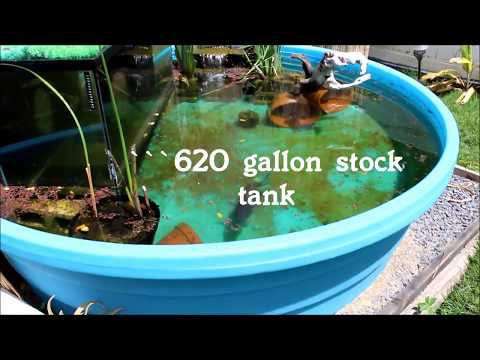 Parachromis Dovii tropical pond CLARITY  (+fish room ramblin')