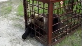 Как поймать медведя в капкан