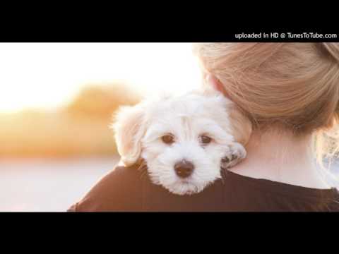 Ehsan Sehgal Prose Poems-Dog's Loyalty-I Am The Truth-Tears Behind Smile