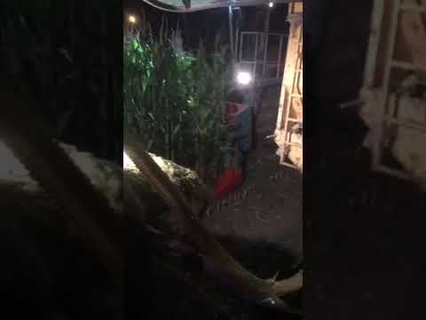 Landb. Soete mais hakselen