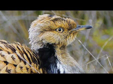 Hubara de MacQueen (Chlamydotis macqueenii)