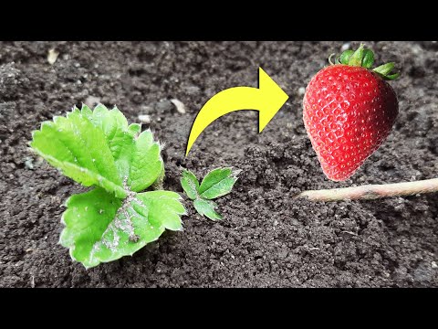 The best way to propagate strawberries: 100% successful method
