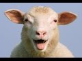 Why does my After Effects make a sheep sound when an error occurs?
