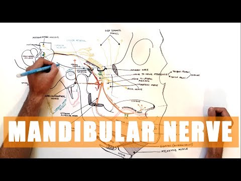 Trigeminal nerve Anatomy - The Mandibular nerve