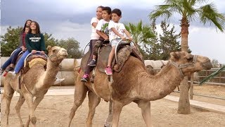 Fun Day Out to the Camel Park, Mazotos, Larnaca