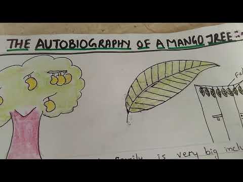 Paragraph on"AUTOBIOGRAPHY OF A MANGO TREE" Let's learn English and Paragraphs. Video