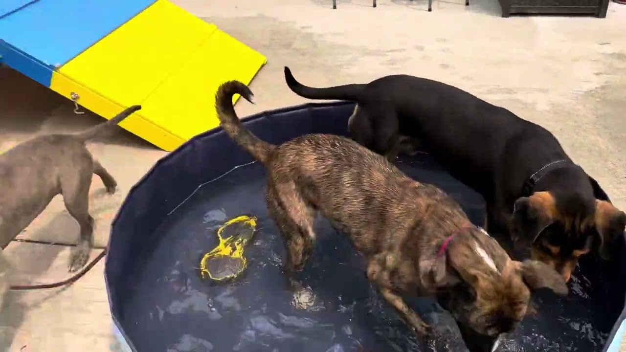 Enlarge Emmer, a Adoptable Mixed Breed in Wheeling, IL video 6/6