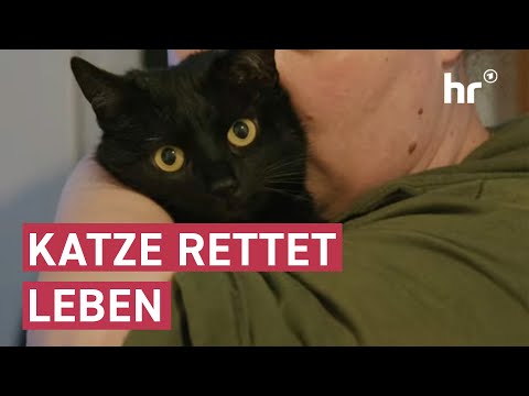 Tierische Katzen-Heldin | maintower