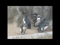 Hinterland - The Kesselbellied Penguin