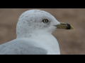 Ring Billed Gull