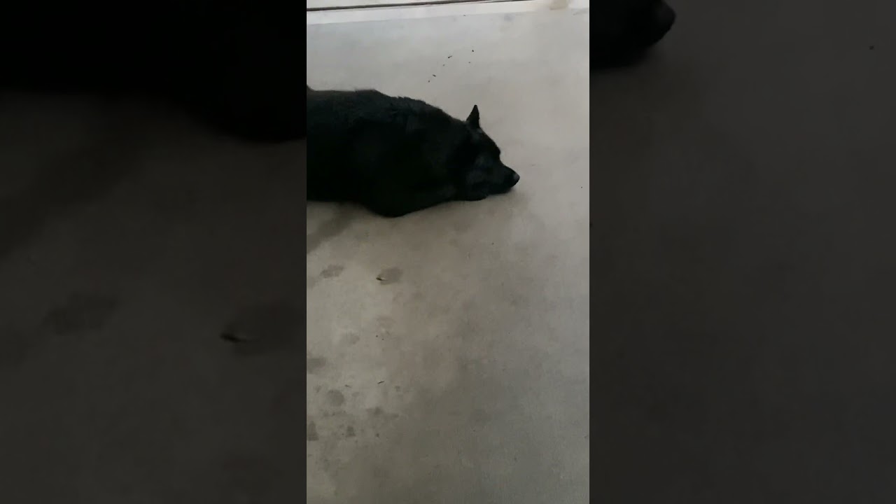 Nikita, a Adoptable mixed breed in Spring, TX video 6/6