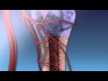 Bone Ossification Animation