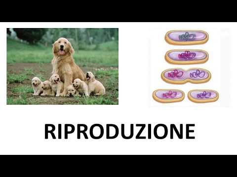 Riproduzione dei viventi: riproduzione sessuata asessuata