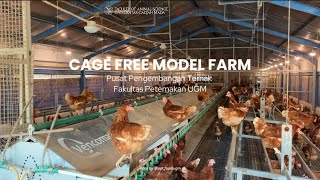 Download lagu Cage Free Model Farm- Telur Ayam Omega Bebas Sangkar di Jogja mp3