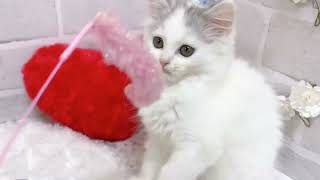 ラガマフィンの動画01