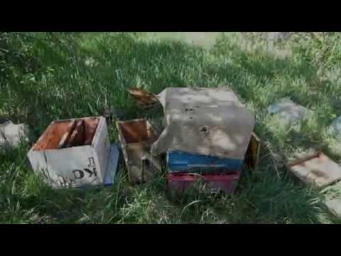 Пчеловодство. Противороевые методы на пасеке.Подсиливаю закрытым расплодом слабую семью или отводок.