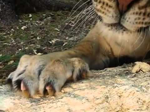 download lagu mp3 mp4 Tiglon, download lagu Tiglon gratis, unduh video klip Download Tiglon Mp3 dan Mp4 Unlimited Gratis