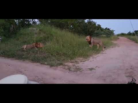 Birmingham Young Male and the Torchwood Male. Happy Caturday everyone