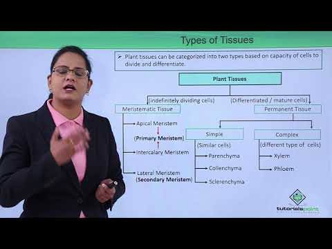Anatomy of flowering plant Introduction Hindi