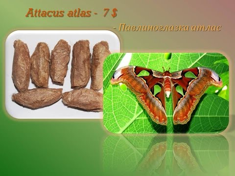 Продажа куколок тропических бабочек, коконы бабочек, ферма