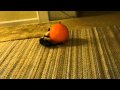 KITTEN Vs BALL