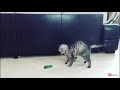 Cat Vs Cucumber Part 2