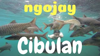 Download lagu Ngojay bersama Ikan Dewa || Cibulan Kuningan mp3