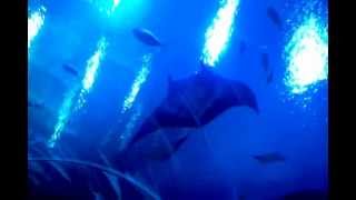 preview picture of video 'Whale Shark, Manta Rays and more at GA Aquarium main attraction'