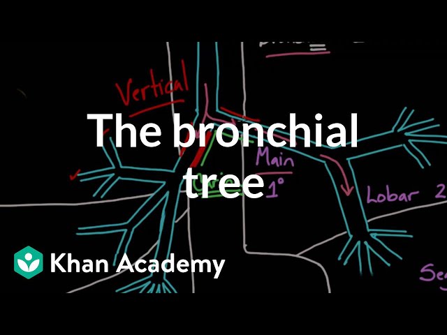 Pronunție video a bronchioles în Engleză