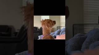 Right here’s a Actually Highly effective Technique to Cease Extreme Barking  #dogtraining #puppytraining #shorts